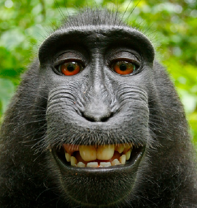 monkey-selfie-wikipedia
